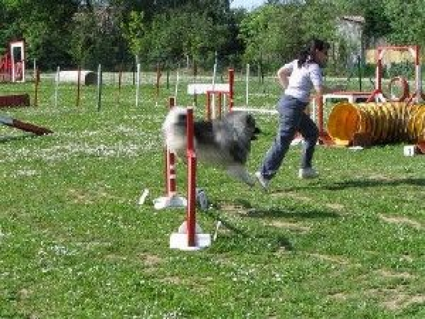 Sport canin : lequel choisir ? Sport canin : lequel choisir ?