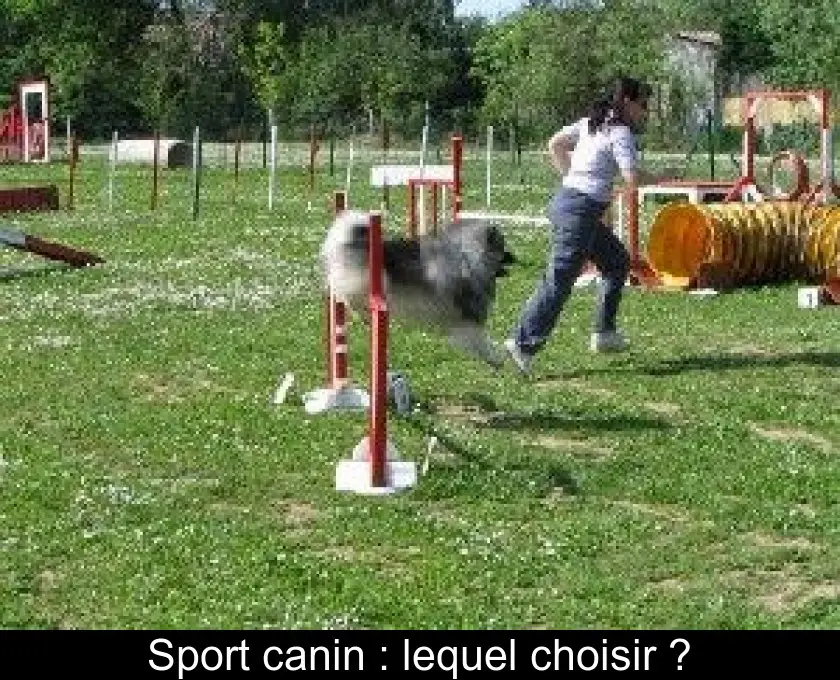 Sport canin : lequel choisir ?