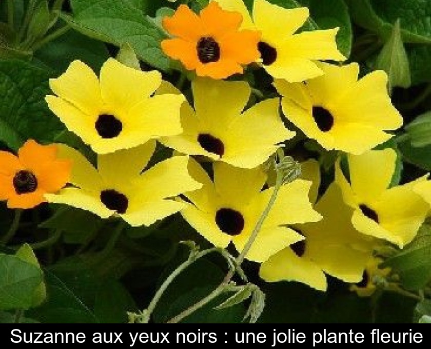 Suzanne aux yeux noirs : une jolie plante fleurie