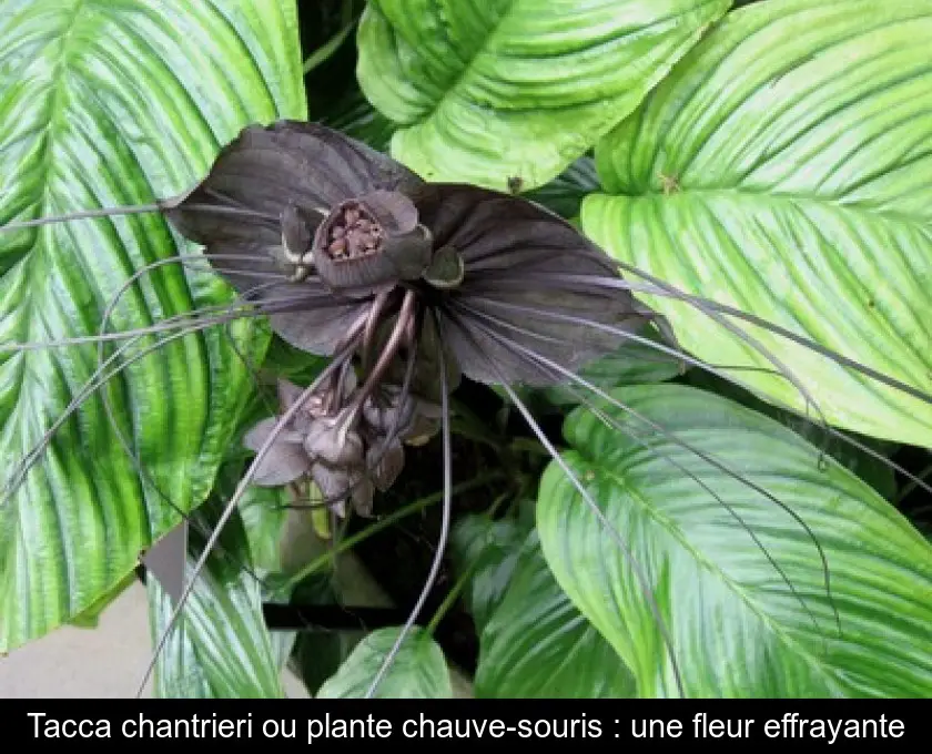Tacca chantrieri ou plante chauve-souris : une fleur effrayante