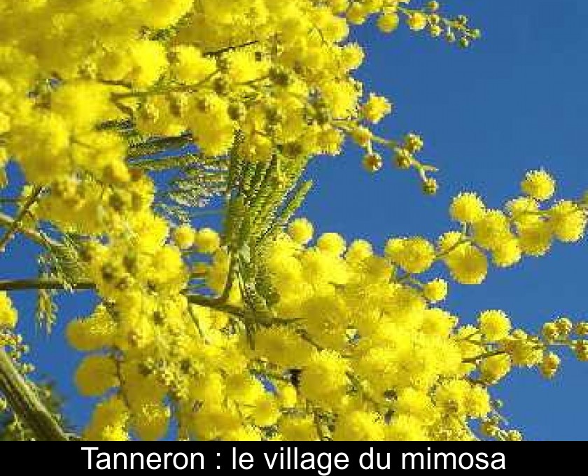 Tanneron : le village du mimosa