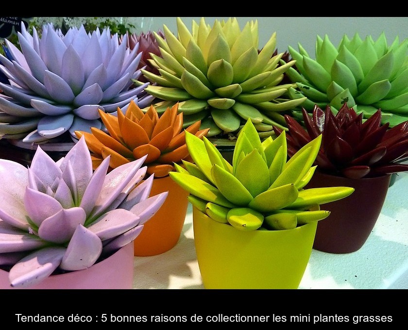 Plante grasse : réaliser une composition de succulentes