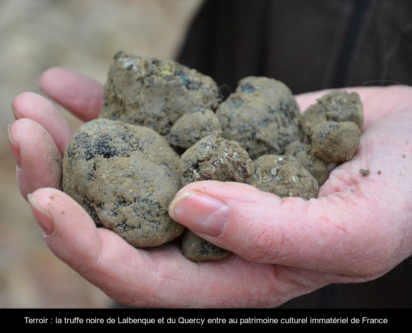 Terroir : la truffe noire de Lalbenque et du Quercy entre au patrimoine culturel immatériel de France Terroir : la truffe noire de Lalbenque et du Quercy entre au patrimoine culturel immatériel de France