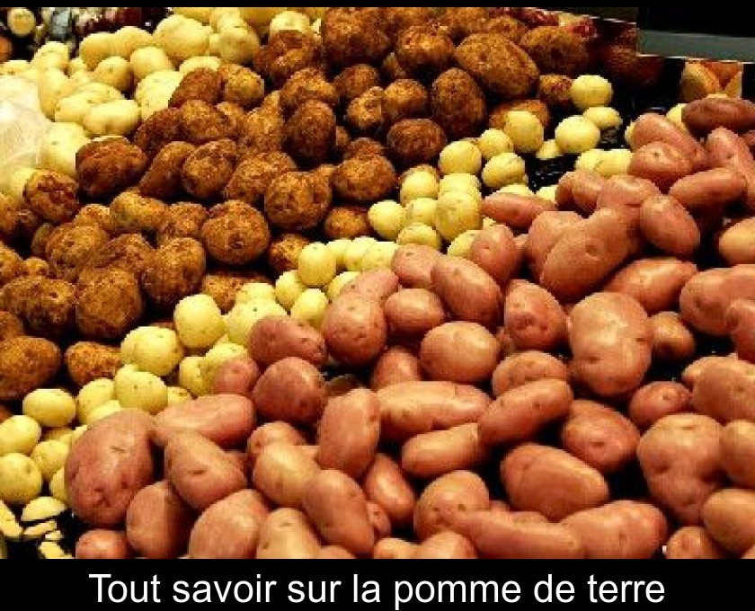 Tout savoir sur la pomme de terre Tout savoir sur la pomme de terre