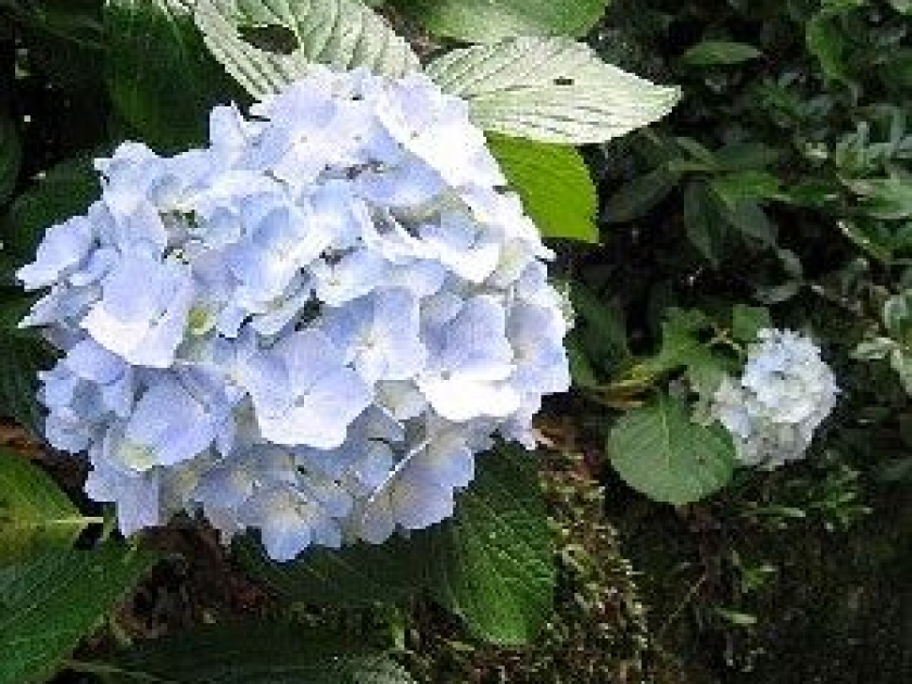 Tout savoir sur la terre de bruyère Tout savoir sur la terre de bruyère