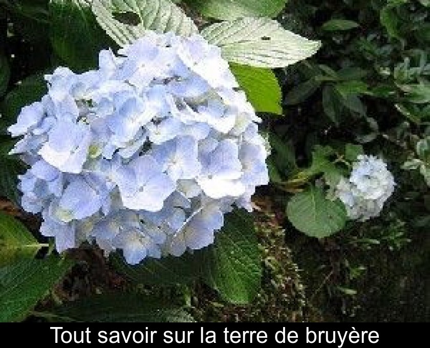 Tout savoir sur la terre de bruyère