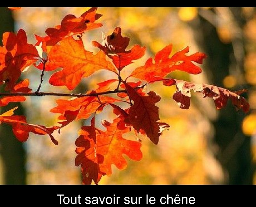 Tout savoir sur le chêne Tout savoir sur le chêne