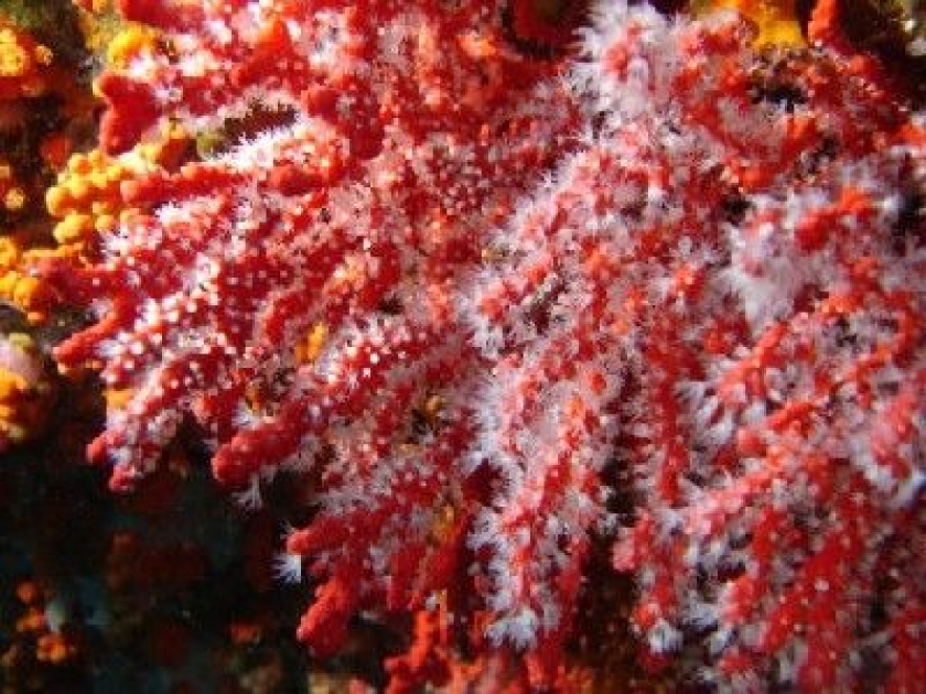 Tout savoir sur le corail Tout savoir sur le corail