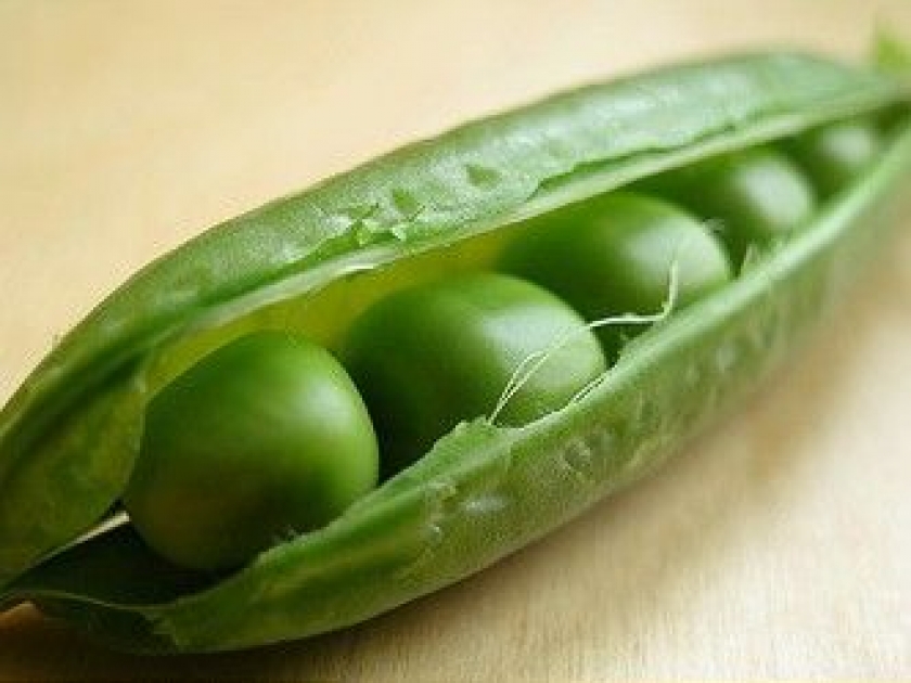 Tout savoir sur le petit pois Tout savoir sur le petit pois