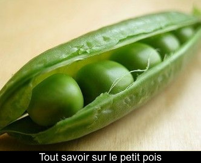 Tout savoir sur le petit pois