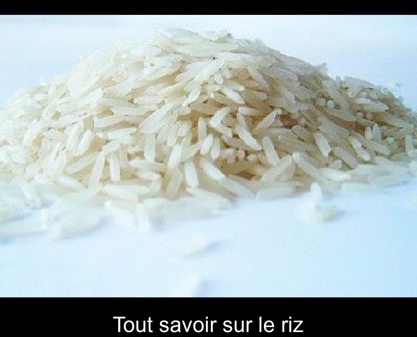 Tout savoir sur le riz Tout savoir sur le riz