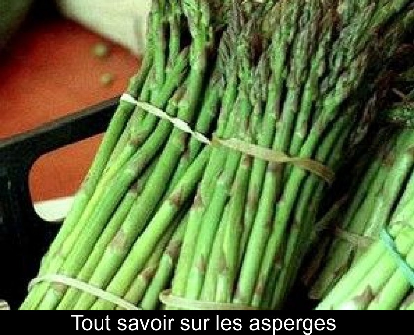 Tout savoir sur les asperges Tout savoir sur les asperges