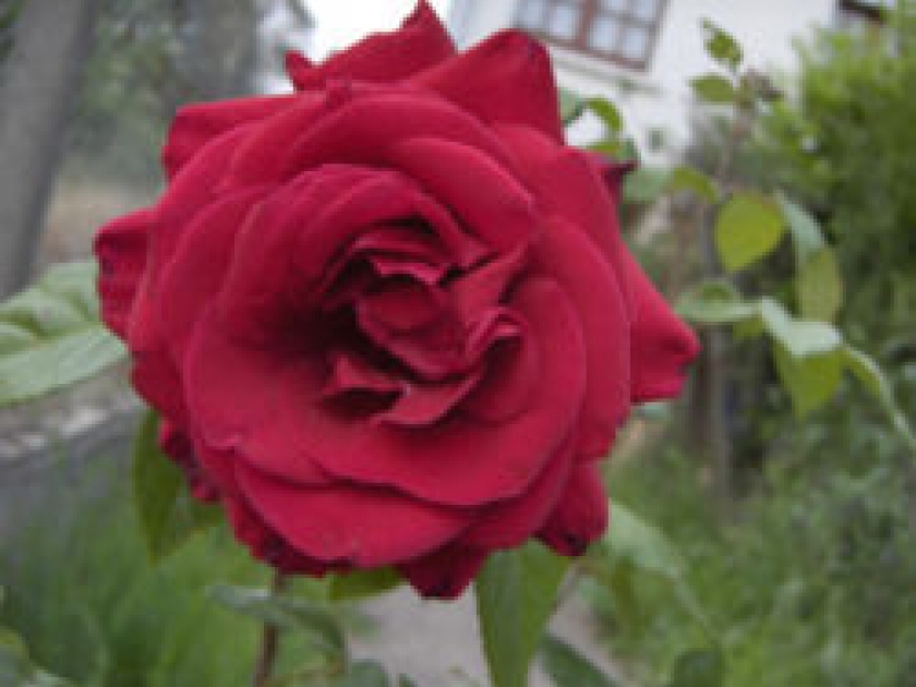Tout savoir sur les rosiers Tout savoir sur les rosiers