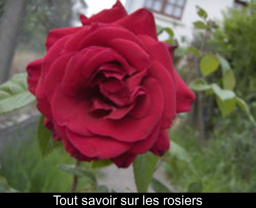 Tout savoir sur les rosiers Tout savoir sur les rosiers