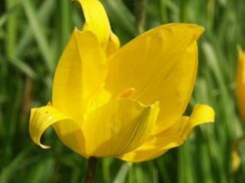 Tout savoir sur les tulipes Tout savoir sur les tulipes