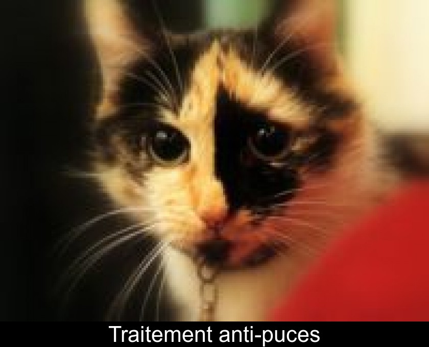 Traitement anti-puces Traitement anti-puces
