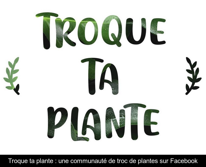 Troque ta plante : une communauté de troc de plantes sur Facebook