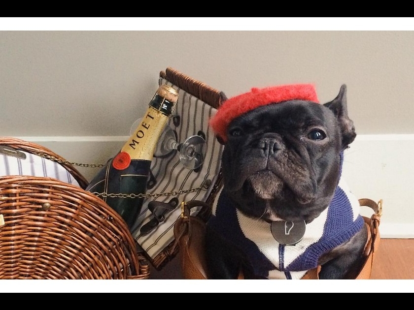 Trotter : le bouledogue star sur Instagram Trotter : le bouledogue star sur Instagram