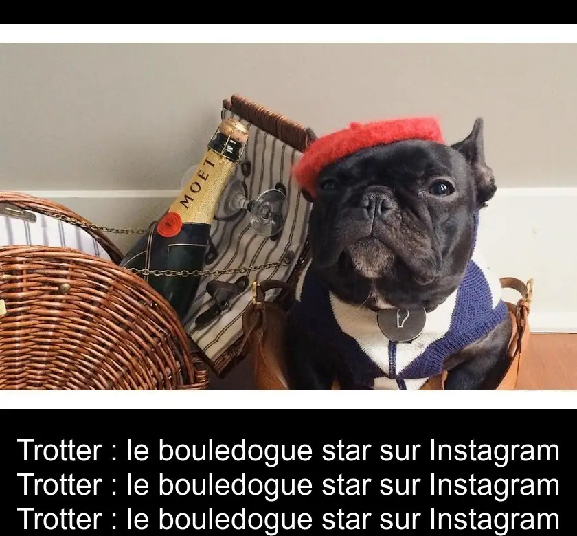 Trotter : le bouledogue star sur Instagram