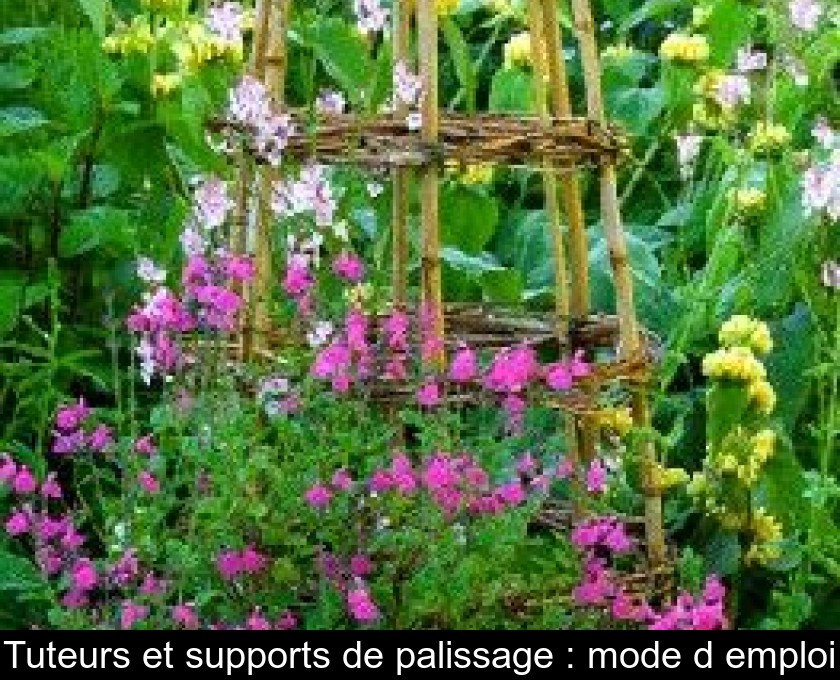 Tuteurs et supports de palissage : mode d'emploi Tuteurs et supports de palissage : mode d'emploi