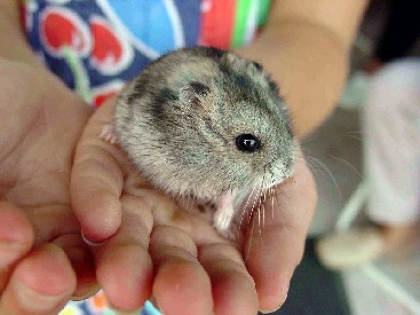 Un animal de compagnie : combien ça coûte ?