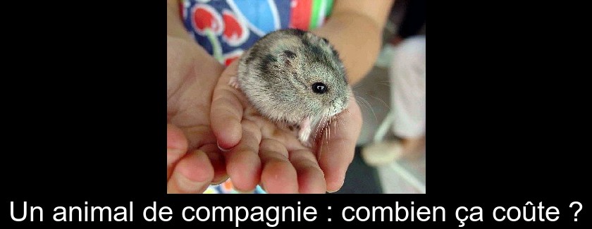 Un animal de compagnie : combien ça coûte ? Un animal de compagnie : combien ça coûte ?