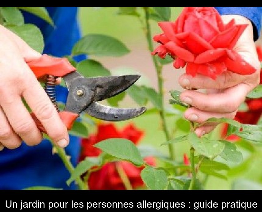 Un jardin pour les personnes allergiques : guide pratique