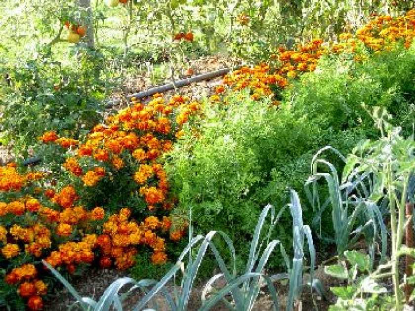 Un jardin sans pesticides Un jardin sans pesticides