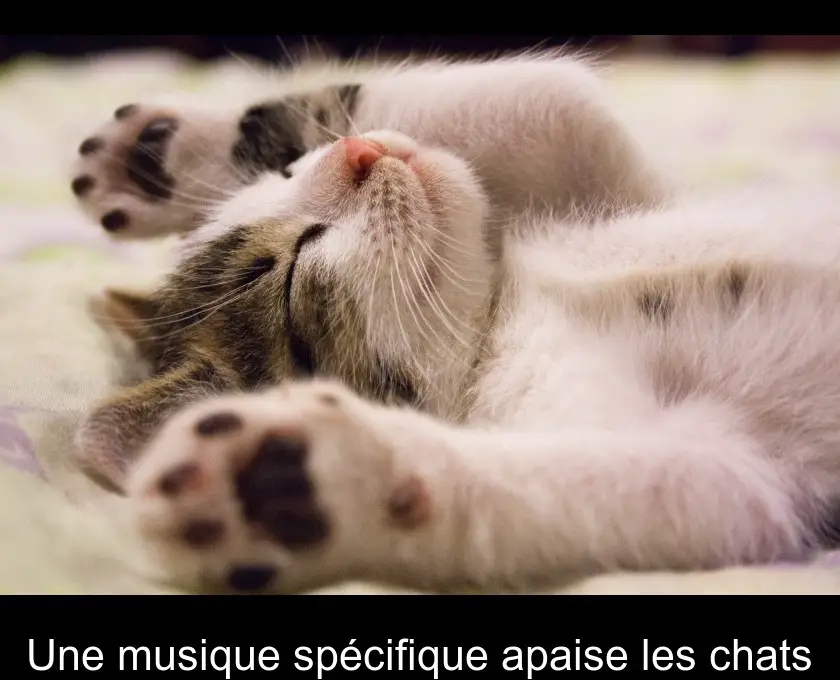 Une musique spécifique apaise les chats