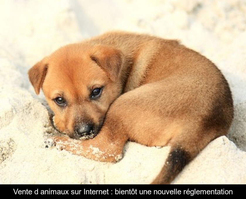 Vente d'animaux sur Internet : bientôt une nouvelle réglementation Vente d'animaux sur Internet : bientôt une nouvelle réglementation