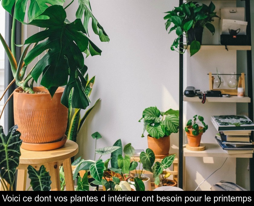 Voici ce dont vos plantes d'intérieur ont besoin pour le printemps Voici ce dont vos plantes d'intérieur ont besoin pour le printemps