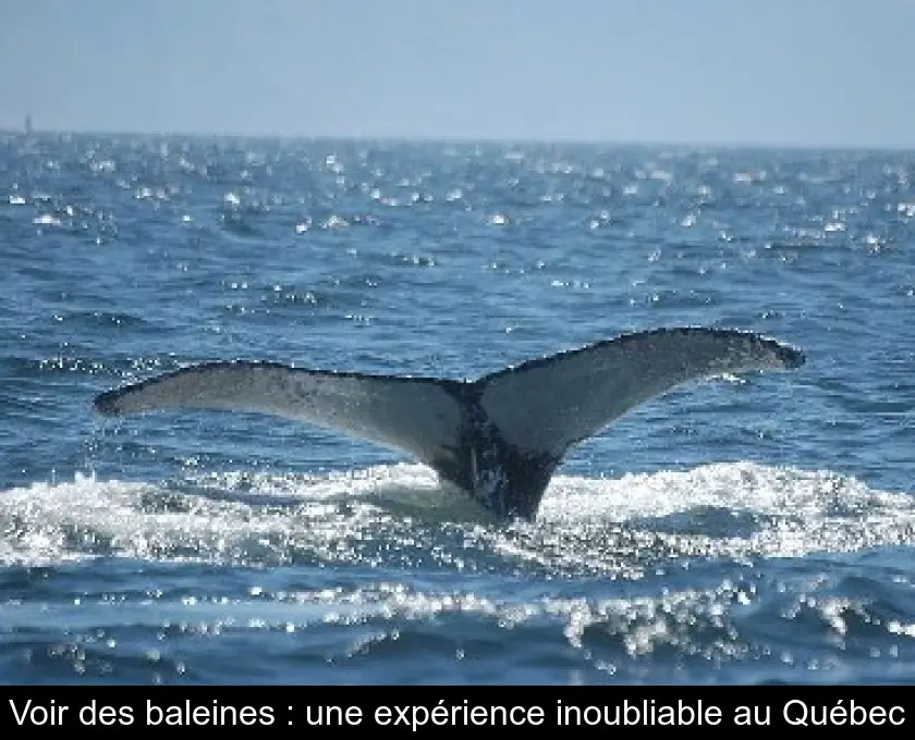 Voir des baleines : une expérience inoubliable au Québec