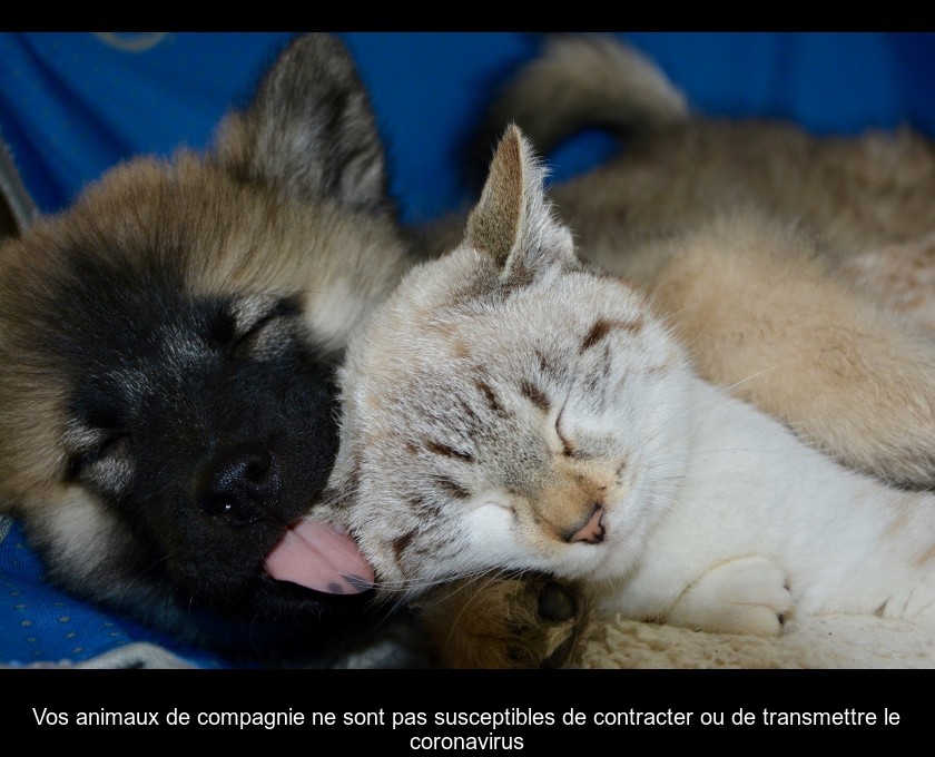 Vos animaux de compagnie ne sont pas susceptibles de contracter ou de transmettre le coronavirus Vos animaux de compagnie ne sont pas susceptibles de contracter ou de transmettre le coronavirus