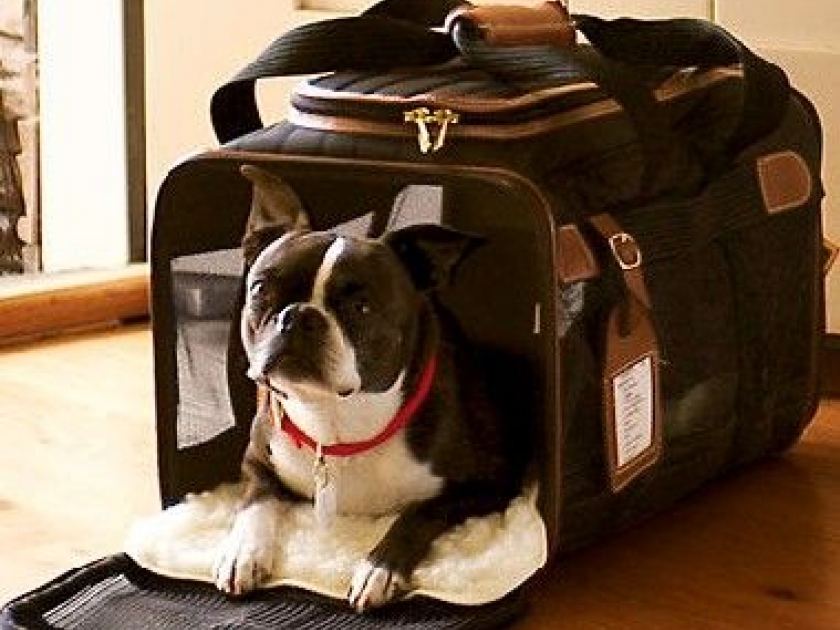 Voyager avec son chien : quelles formalités ? Voyager avec son chien : quelles formalités ?