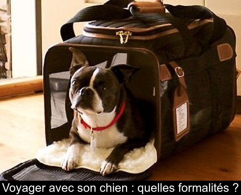 Voyager avec son chien : quelles formalités ? Voyager avec son chien : quelles formalités ?