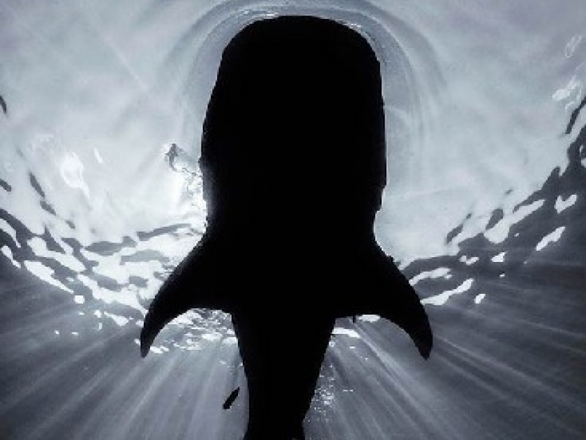 Wildlife Photographer of the Year : un concours de photo animalière Wildlife Photographer of the Year : un concours de photo animalière