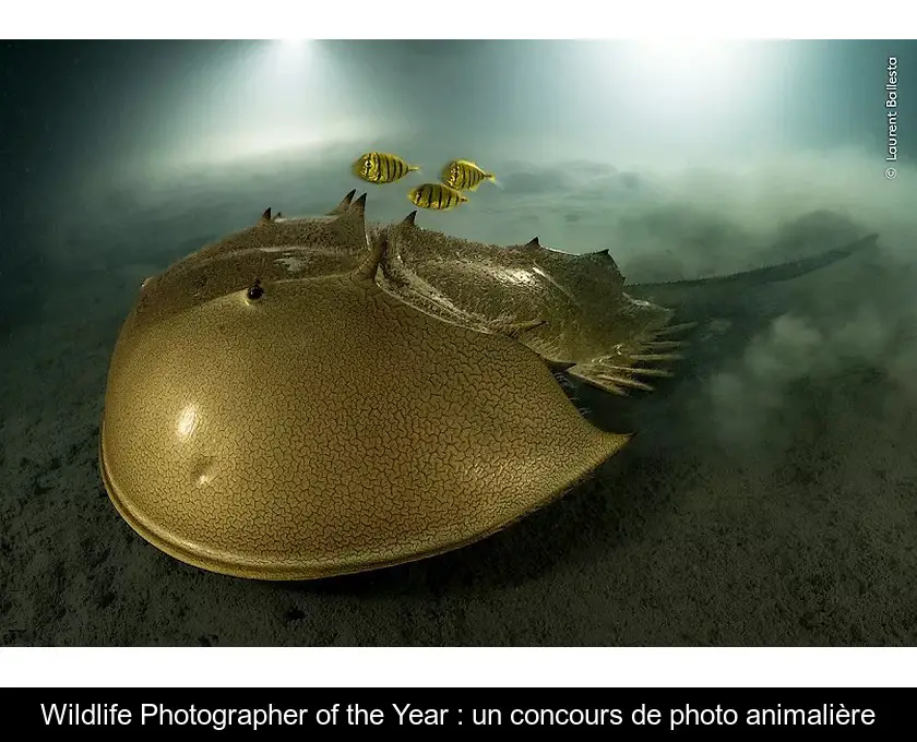 Wildlife Photographer of the Year : un concours de photo animalière