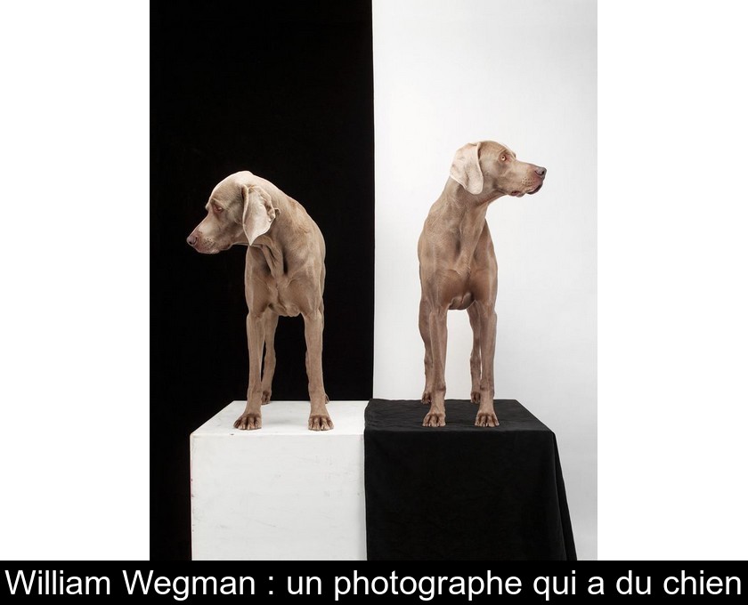 William Wegman : un photographe qui a du chien William Wegman : un photographe qui a du chien