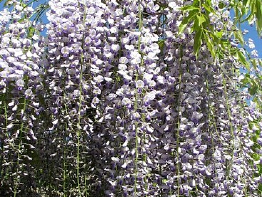 Wisteria floribunda macrobotrys : une glycine spectaculaire Wisteria floribunda macrobotrys : une glycine spectaculaire