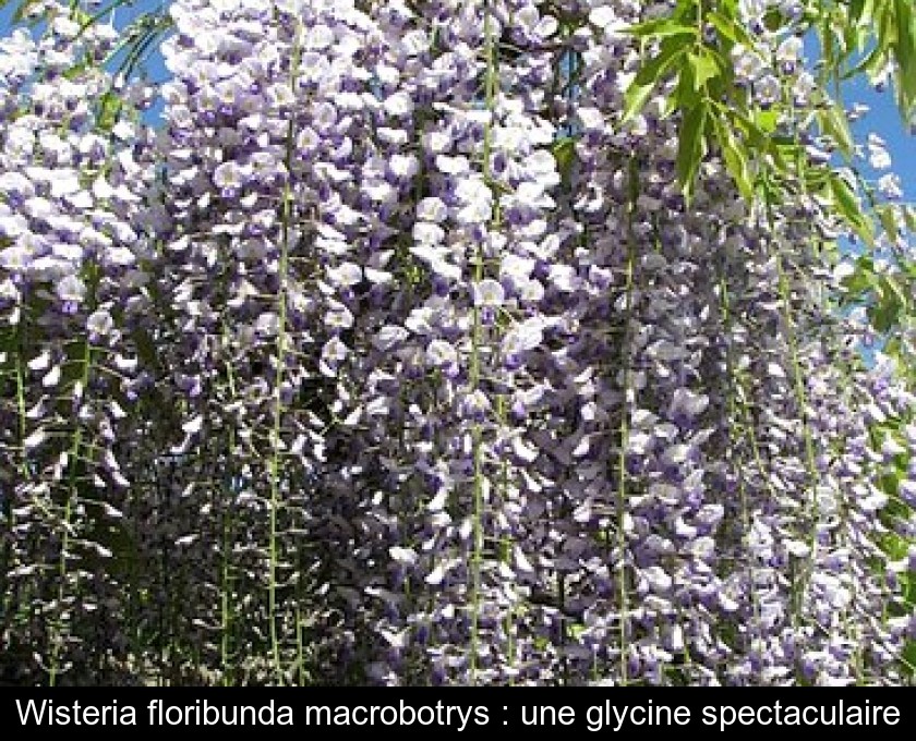 Wisteria floribunda macrobotrys : une glycine spectaculaire