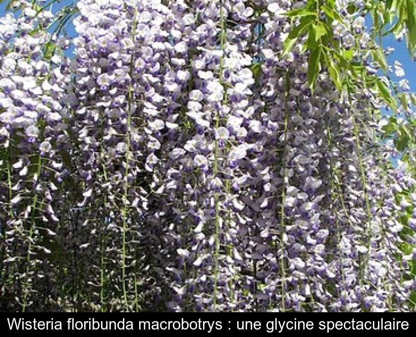 Wisteria floribunda macrobotrys : une glycine spectaculaire Wisteria floribunda macrobotrys : une glycine spectaculaire