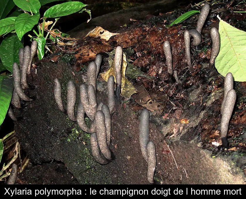 Xylaria polymorpha : le champignon doigt de l'homme mort