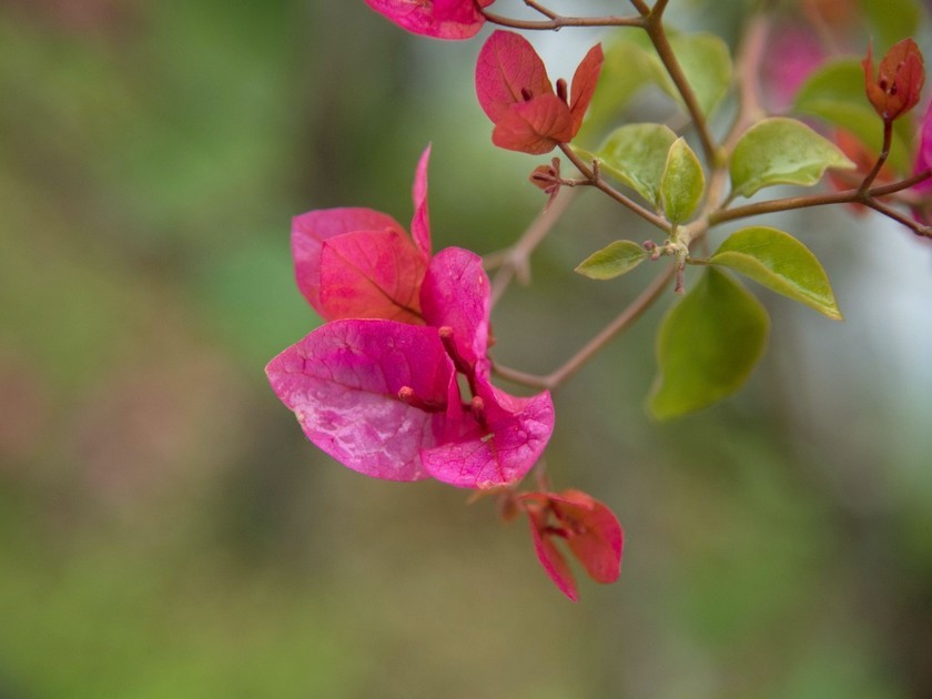 Bougainvillier