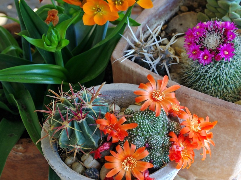 Cactus