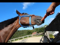 10 aliments à ne surtout pas donner à un cheval
