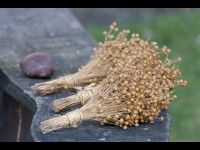 10 bienfaits de la graine de lin pour la santé