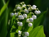 1er mai : 5 faits insolites sur le muguet