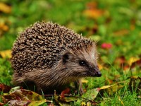 3 astuces pour attirer un hérisson dans son jardin