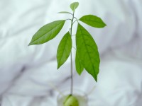 3 astuces pour obtenir des plantes vertes gratuites