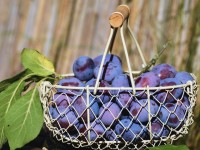 5 bienfaits des prunes pour la santé